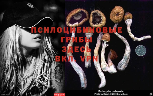 мяу мяу мука Абаза